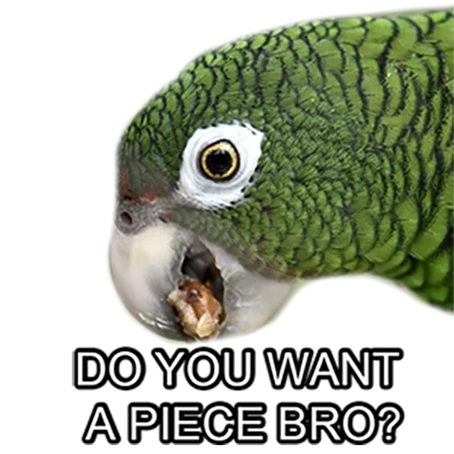😊 Стикер «Bro Parrot» для Telegram