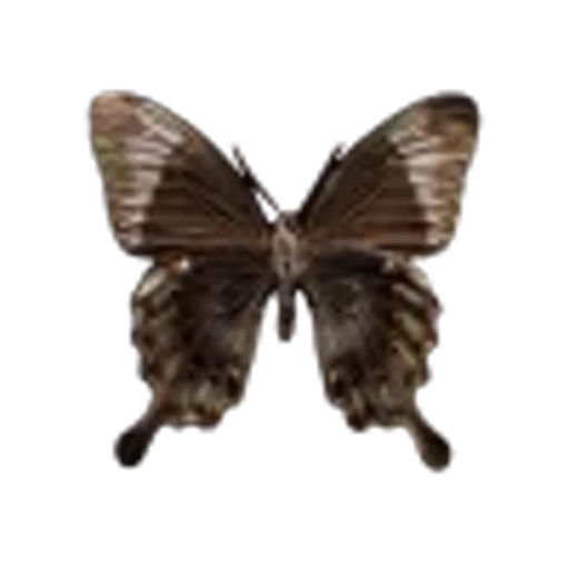 🤩 Эмодзи «Brown Collab» для Telegram