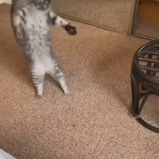 🍇 Стикер «Funny cats 2.0» для Telegram