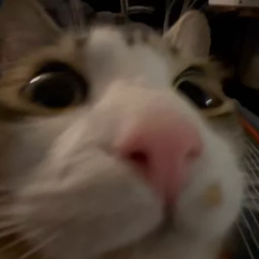 😤 Стикер «Funny cats 2.0» для Telegram