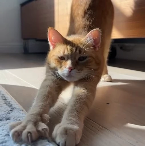 🥱 Стикер «Funny cats 2.0» для Telegram