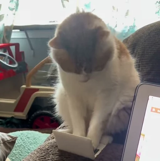 🤖 Стикер «Funny cats 2.0» для Telegram
