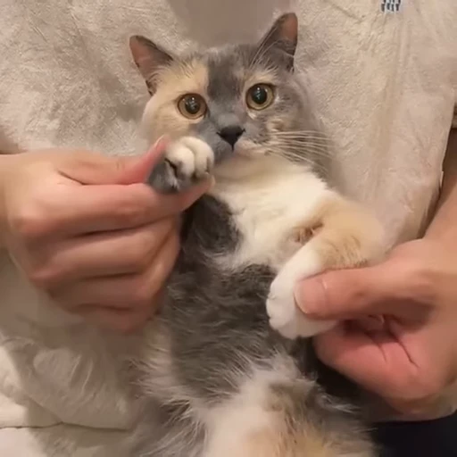 😍 Стикер «Funny cats 2.0» для Telegram