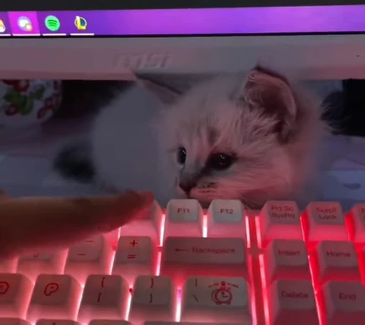 😺 Стикер «Funny cats 2.0» для Telegram