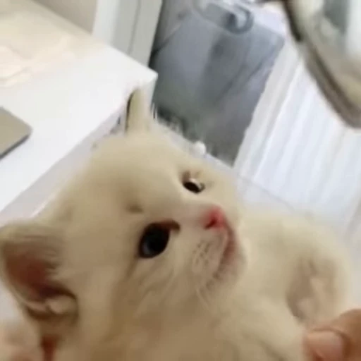 💋 Стикер «Funny cats 2.0» для Telegram