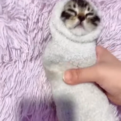 😮‍💨 Стикер «Funny cats 2.0» для Telegram