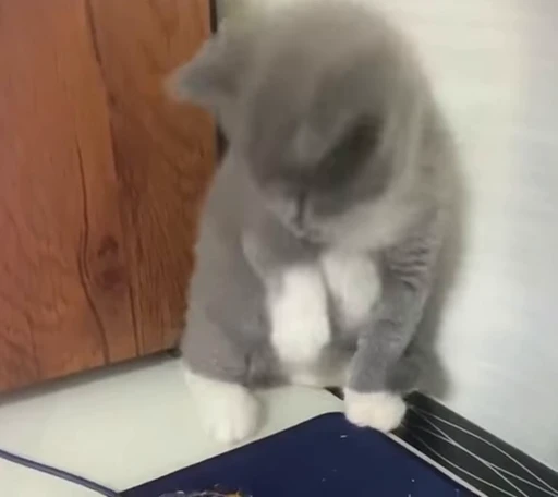 😖 Стикер «Funny cats 2.0» для Telegram