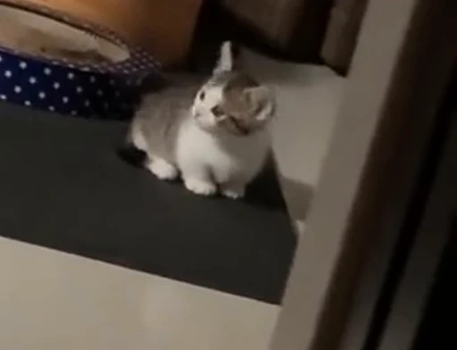 🤪 Стикер «Funny cats 2.0» для Telegram