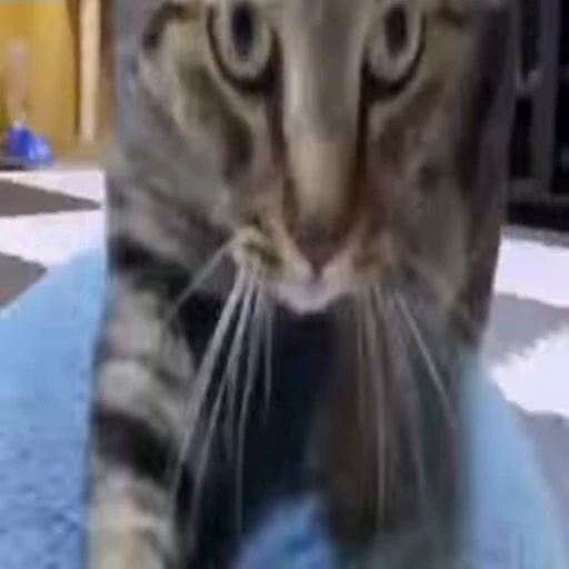 🤷‍♂️ Стикер «Funny cats 2.0» для Telegram