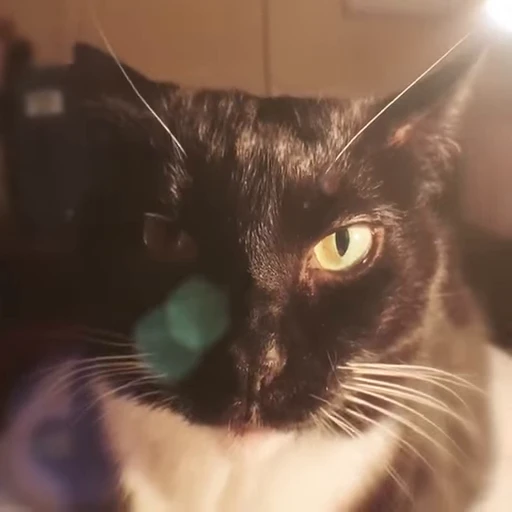 😒 Стикер «Funny cats 2.0» для Telegram