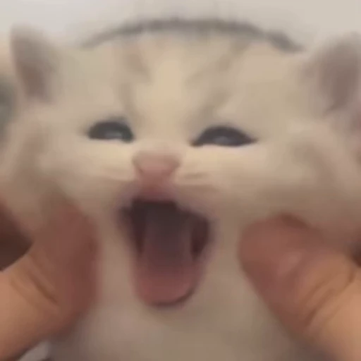 😍 Стикер «Funny cats 2.0» для Telegram