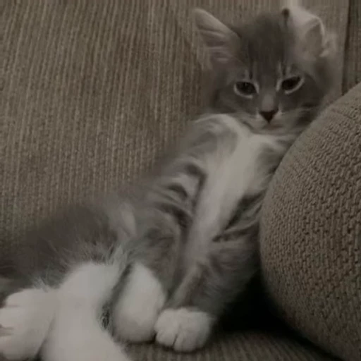 😴 Стикер «Funny cats 2.0» для Telegram