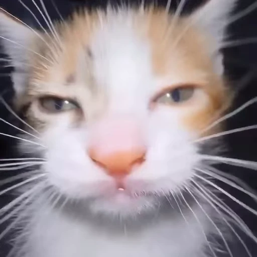 😵‍💫 Стикер «Funny cats 2.0» для Telegram