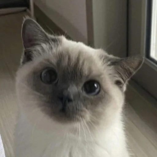 🥺 Стикер «Брутальный стикерпак аристократ флоу» для Telegram
