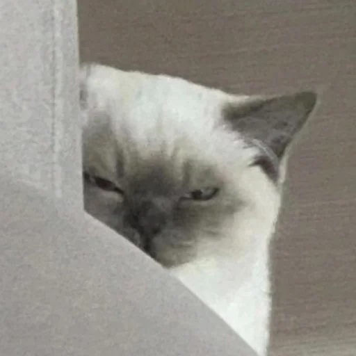 😡 Стикер «Брутальный стикерпак аристократ флоу» для Telegram