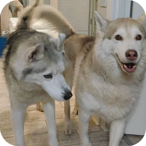 🐶 Стикер «Бублик Бандит Коржик Кекс» для Telegram