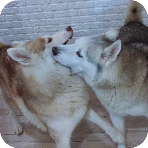 🐶 Стикер «Бублик Бандит Коржик Кекс» для Telegram
