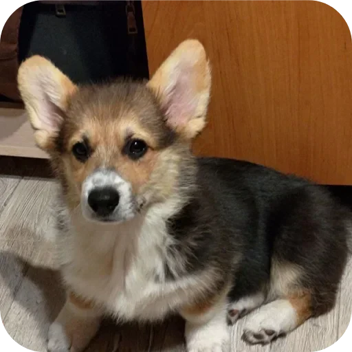 🐶 Стикер «Бублик Бандит Коржик Кекс» для Telegram