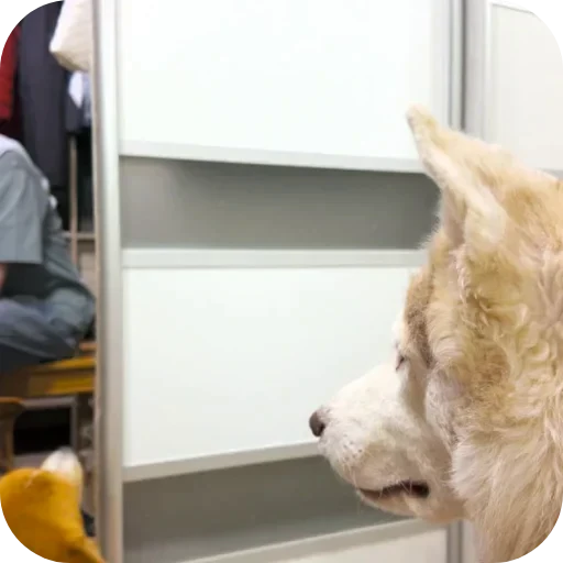 🐱 Стикер «Бублик Бандит Коржик Кекс» для Telegram