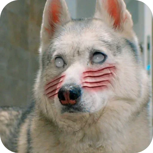 🐶 Стикер «Бублик Бандит Коржик Кекс» для Telegram