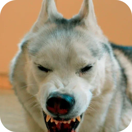 🐶 Стикер «Бублик Бандит Коржик Кекс» для Telegram