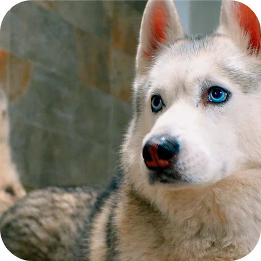 🐶 Стикер «Бублик Бандит Коржик Кекс» для Telegram