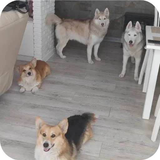 🐶 Стикер «Бублик Бандит Коржик Кекс» для Telegram