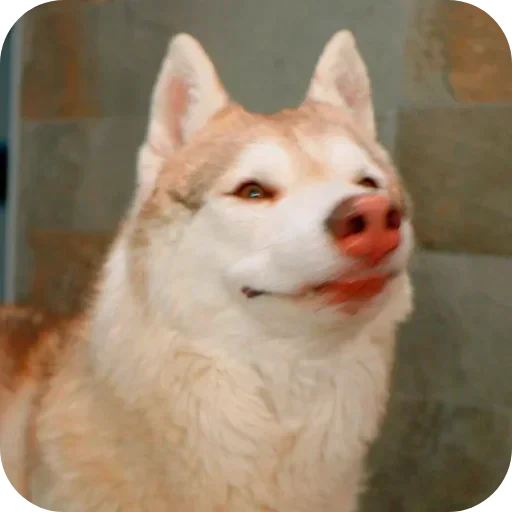 🐶 Стикер «Бублик Бандит Коржик Кекс» для Telegram