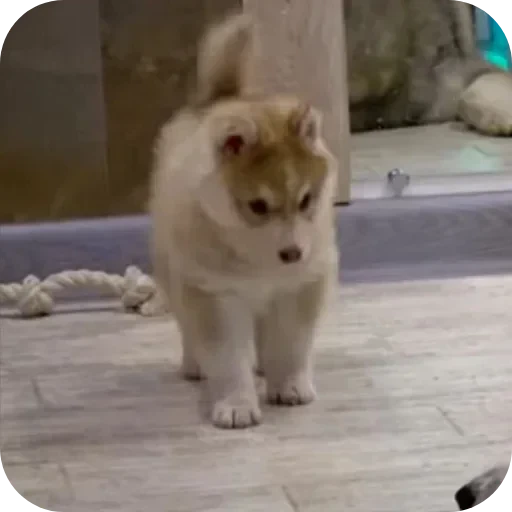 🐶 Стикер «Бублик Бандит Коржик Кекс» для Telegram