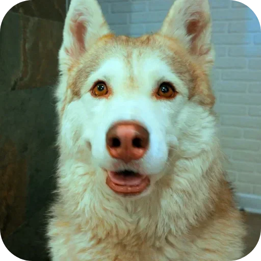 🐶 Стикер «Бублик Бандит Коржик Кекс» для Telegram