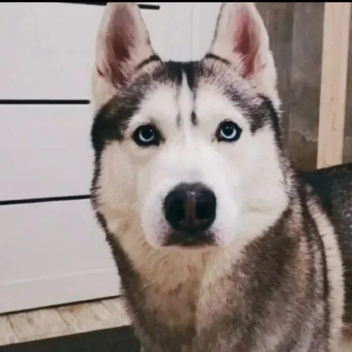 🌟 Стикер «Бублик Бандит Коржик Кекс» для Telegram