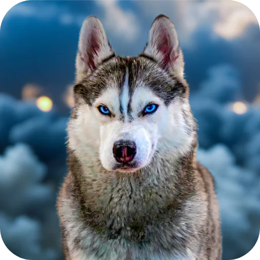🐶 Стикер «Бублик Бандит Коржик Кекс» для Telegram