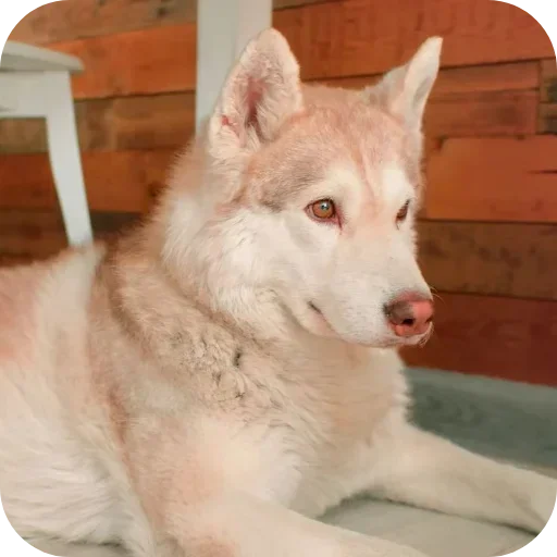 😳 Стикер «Бублик Бандит Коржик Кекс» для Telegram