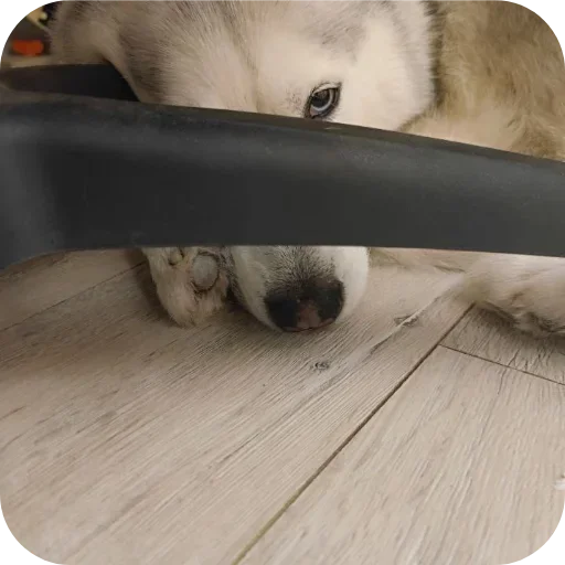 🐶 Стикер «Бублик Бандит Коржик Кекс» для Telegram