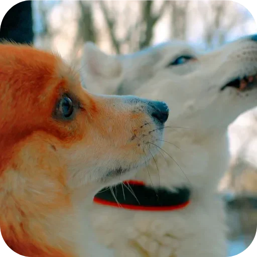 🐶 Стикер «Бублик Бандит Коржик Кекс» для Telegram