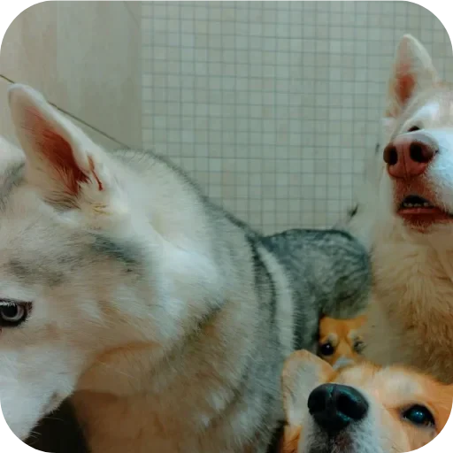 🐶 Стикер «Бублик Бандит Коржик Кекс» для Telegram