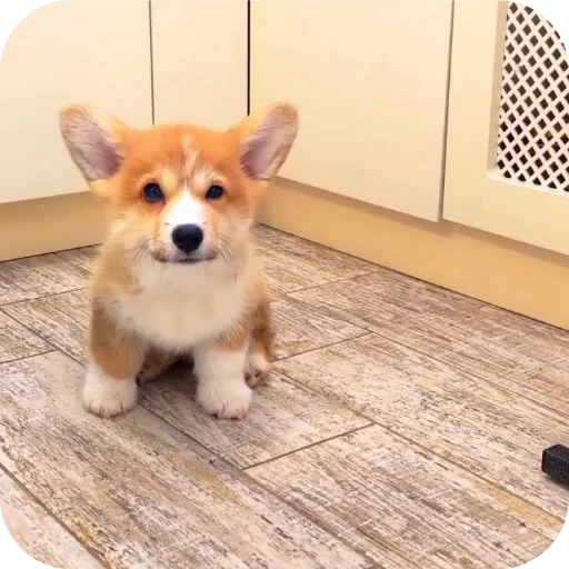 🐶 Стикер «Бублик Бандит Коржик Кекс» для Telegram