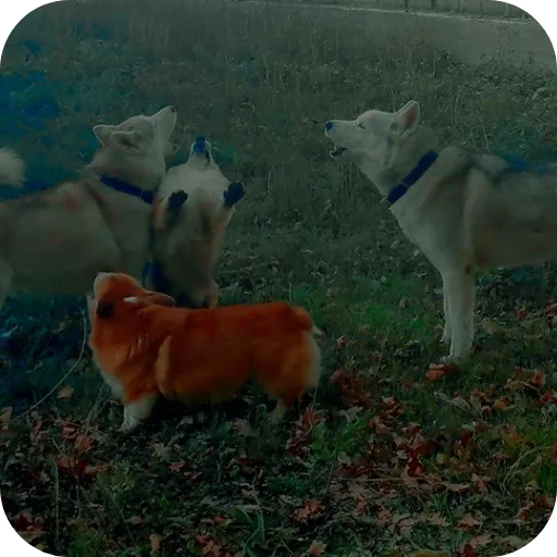 🐶 Стикер «Бублик Бандит Коржик Кекс» для Telegram