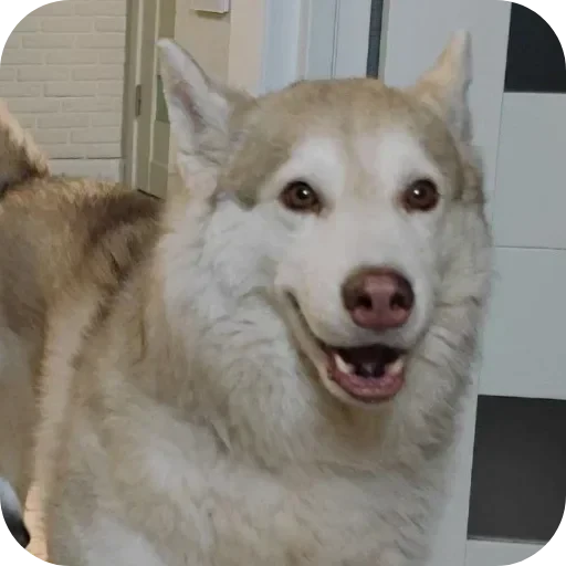 😁 Стикер «Бублик Бандит Коржик Кекс» для Telegram