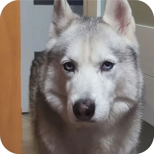 🐶 Стикер «Бублик Бандит Коржик Кекс» для Telegram