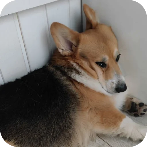 🐶 Стикер «Бублик Бандит Коржик Кекс» для Telegram