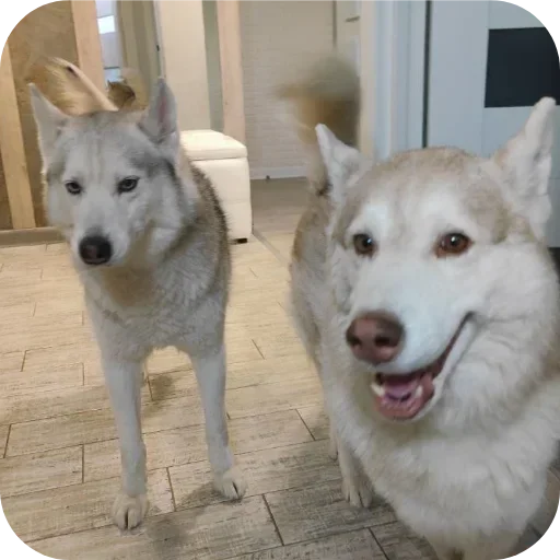 🐶 Стикер «Бублик Бандит Коржик Кекс» для Telegram