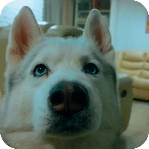 🥰 Стикер «Бублик Бандит Коржик Кекс» для Telegram