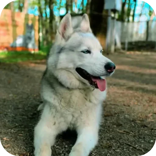 🌟 Стикер «Бублик Бандит Коржик Кекс» для Telegram
