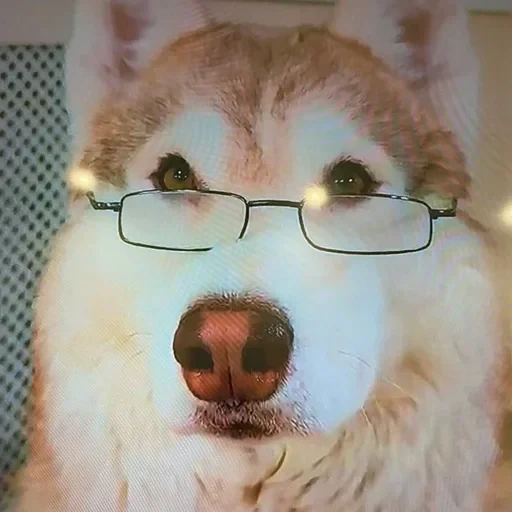 🌟 Стикер «Бублик Бандит Коржик Кекс» для Telegram