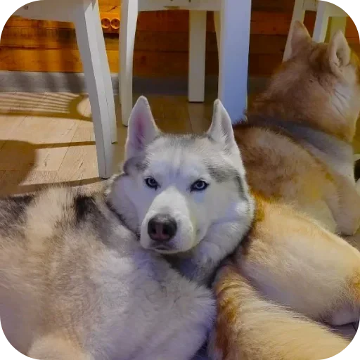 🐶 Стикер «Бублик Бандит Коржик Кекс» для Telegram