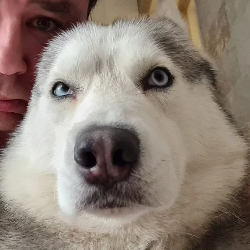 🌟 Стикер «Бублик Бандит Коржик Кекс» для Telegram