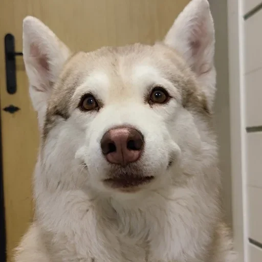🌟 Стикер «Бублик Бандит Коржик Кекс» для Telegram