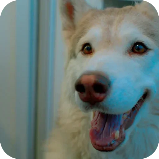 😁 Стикер «Бублик Бандит Коржик Кекс» для Telegram