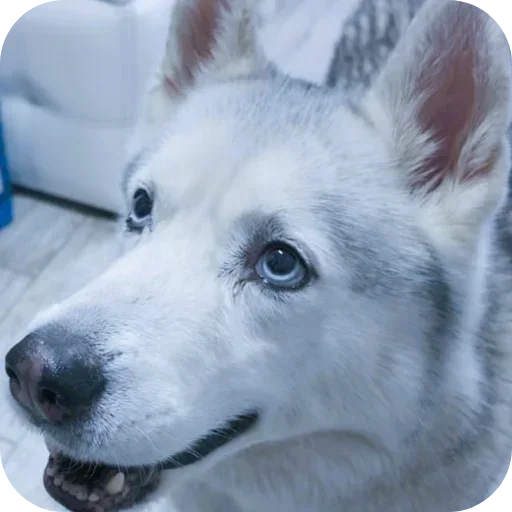 🐶 Стикер «Бублик Бандит Коржик Кекс» для Telegram